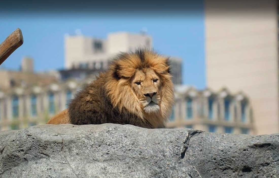 A lion resting and laying on top of a large rock