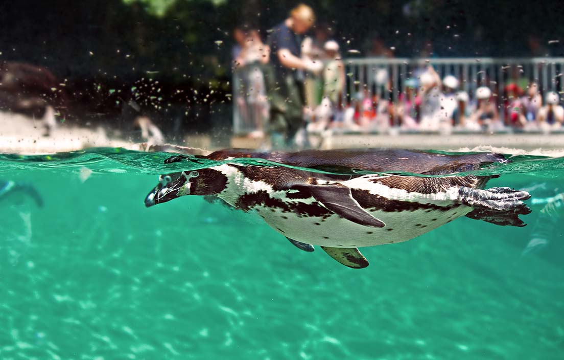 Image of penguin swimming at zoo with crowd watching